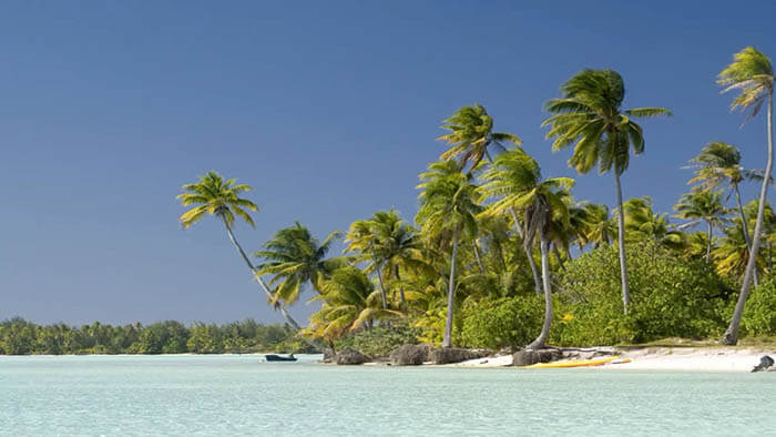 a sandy beach shore with palm trees