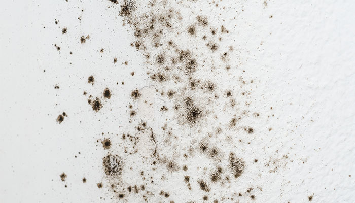 Allergens at home - Mold