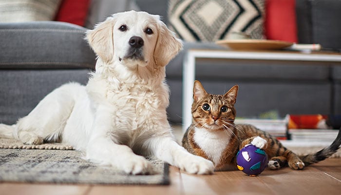 Allergens at home - Pet Dander